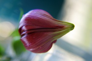 lily bud 4